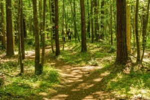 state-forest-hiking-trail-5142445_640